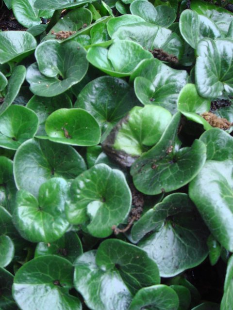 Asarum europaeum feuille